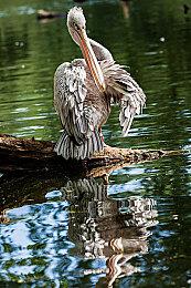 《家园3》首发不支持DLSS 3 支持FSR 2和DLSS 2